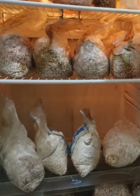 Urnas biodegradables para mascotas: ¿cómo funcionan y por qué resignifican la muerte? Urnas biodegradables para mascotas: ¿cómo funcionan y por qué resignifican la muerte?