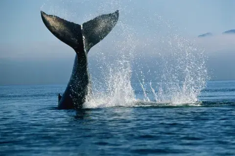 Las ballenas están en peligro de extinción: cómo podemos adoptar una. Las ballenas están en peligro de extinción: cómo podemos adoptar una.