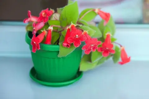 La begonia es amante de la humedad y la luz indirecta del sol. La begonia es amante de la humedad y la luz indirecta del sol.