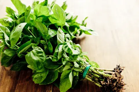 Cuidados y consejos para cultivar albahaca en tu casa.