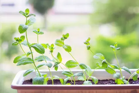 Nueve plantas que ahuyentan los mosquitos de tu jardín y tu casa. Nueve plantas que ahuyentan los mosquitos de tu jardín y tu casa.