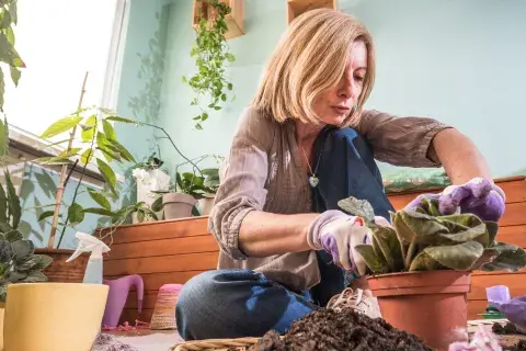 La poda y el trasplante son dos claves de cuidado importantes para la violeta africana. La poda y el trasplante son dos claves de cuidado importantes para la violeta africana.