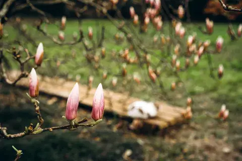 La magnolia se encuentra con vida desde hace 140 millones de años. La magnolia se encuentra con vida desde hace 140 millones de años.