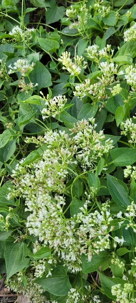 Guaco (Mikania cordifolia): Enredadera. Guaco (Mikania cordifolia): Enredadera.