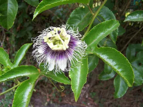 Mburucuyá (Passiflora caerulea): Enredadera. Mburucuyá (Passiflora caerulea): Enredadera.
