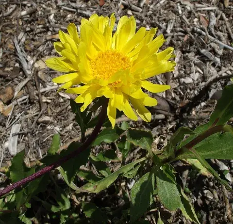 Melosa (Grindelia pulchella): Subarbusto. Melosa (Grindelia pulchella): Subarbusto.