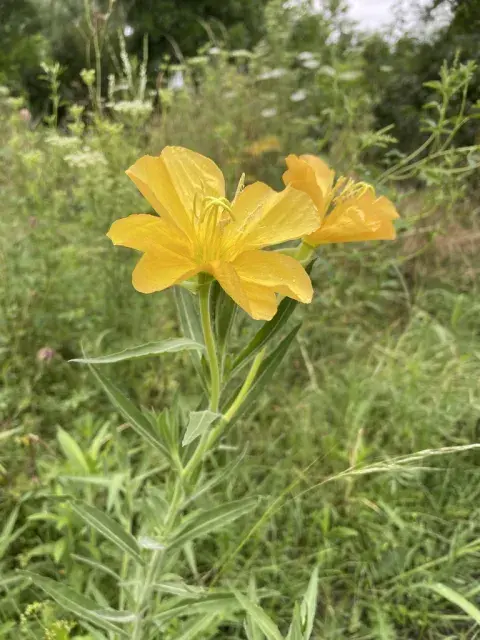 Suspiro de noche (Oenothera affinis): Herbácea. Suspiro de noche (Oenothera affinis): Herbácea.