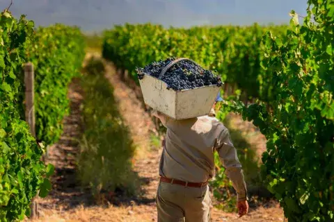 La Fiesta de la Vendimia llega a Cachi en el mes de abril. La Fiesta de la Vendimia llega a Cachi en el mes de abril.