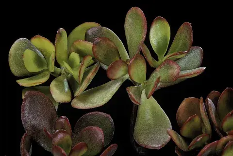where to buy money tree plant Buy Money Tree Braided - Good Luck Tree