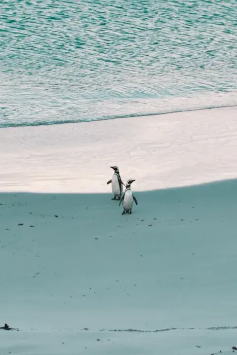York Bay, una bahía con playas paradisíacas y grandes comunidades de pingüinos. York Bay, una bahía con playas paradisíacas y grandes comunidades de pingüinos.