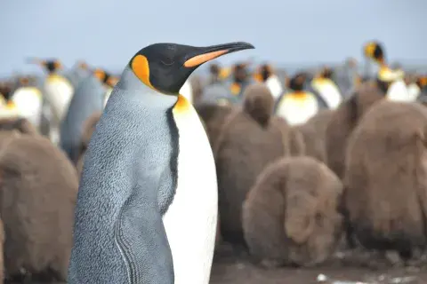 El pingüino Rey puede alcanzar 1m de altura y es el segundo más grande dentro de las 18 especies que existen en el mundo. El pingüino Rey puede alcanzar 1m de altura y es el segundo más grande dentro de las 18 especies que existen en el mundo.