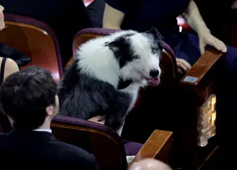 Messi, el perro estrella de los Premios Oscar 2024. Messi, el perro estrella de los Premios Oscar 2024.