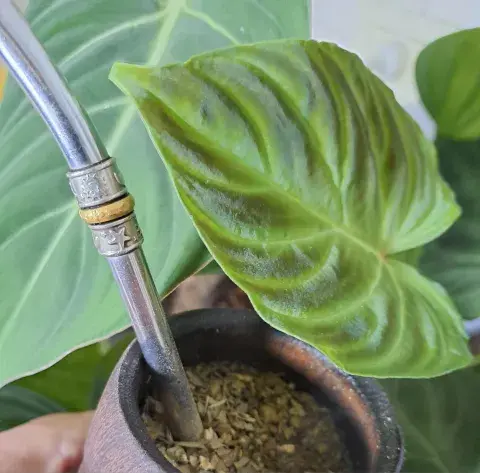 yerba-plantas.jpeg