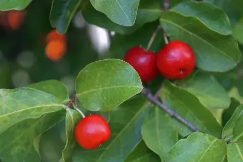 Una acerola contiene entre 50 y 100 veces más de vitamina C que una naranja Una acerola contiene entre 50 y 100 veces más de vitamina C que una naranja