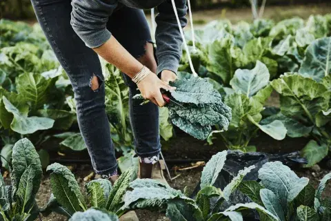 El Kale es una alimentos ocn muchas propiedades nutritivas