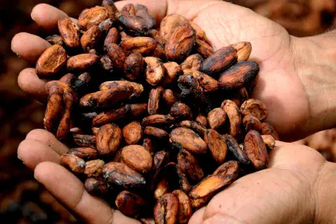 El chocolate se realiza en base al cacao. El chocolate se realiza en base al cacao.