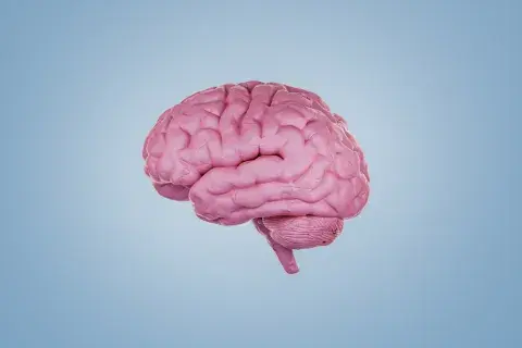 El recableado cerebral sucede a partir de los 40 años, según un estudio El recableado cerebral sucede a partir de los 40 años, según un estudio