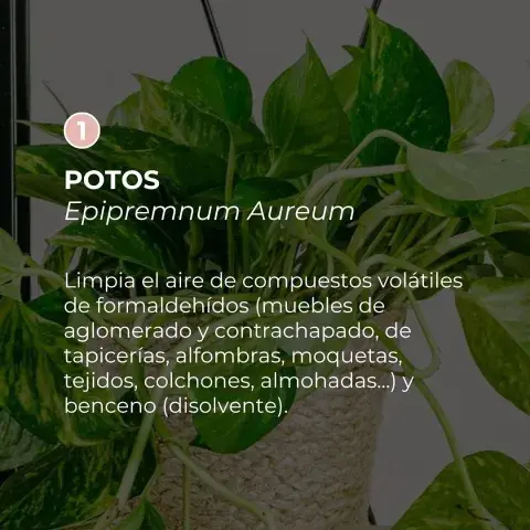 plantas-1.jpg