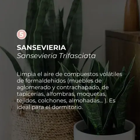 plantas-3.jpg