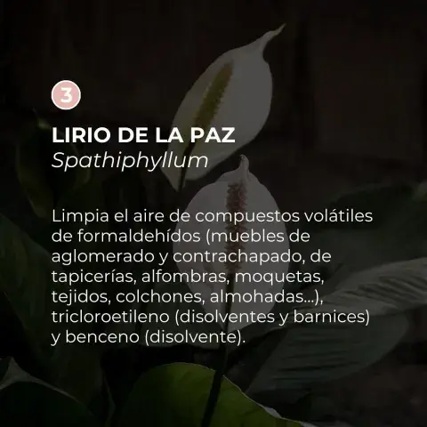 plantas.jpg