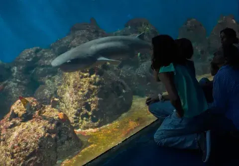 Acuario, en Temaiken.