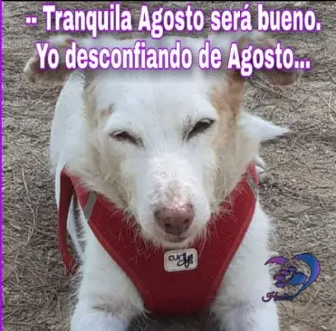 Memes de agosto Memes de agosto