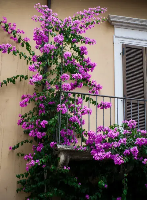 Originaria de Brasil, la Santa Rita prospera en macetas, siendo perfecta para patios y balcones con espacio limitado Originaria de Brasil, la Santa Rita prospera en macetas, siendo perfecta para patios y balcones con espacio limitado