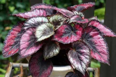 La begonia de hojas violetas es la Rex La begonia de hojas violetas es la Rex