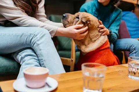 ¿Querés llevar a tu perro a una cita romántica? El secreto para que te vaya bien ¿Querés llevar a tu perro a una cita romántica? El secreto para que te vaya bien