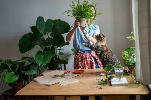 Los helechos son las plantas de interior por excelencia.