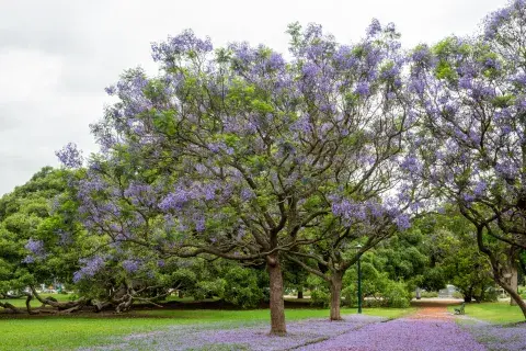 Jarcarandá