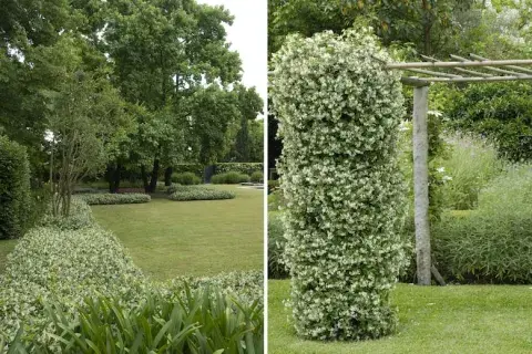 Para jardines, el jazmín de leche es ideal Para jardines, el jazmín de leche es ideal