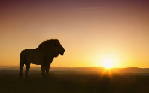 León en el atardecer