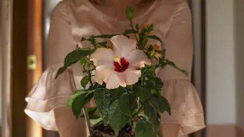 La rosa china es un arbusto caducifolio de la familia de las malváceas, originario de Asia oriental. La rosa china es un arbusto caducifolio de la familia de las malváceas, originario de Asia oriental.