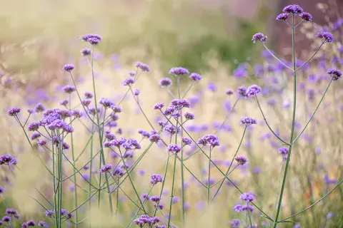 La verbena es una planta que promedia unos 25 cm de altura. La verbena es una planta que promedia unos 25 cm de altura.