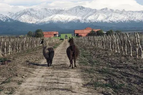 vinos orgánicos en armonía con la naturaleza. vinos orgánicos en armonía con la naturaleza.