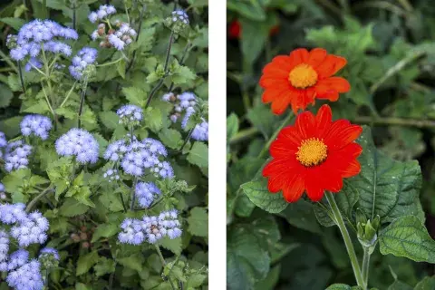 Ageratum houstonianum y Tithonia rotundifolia 'Torch', dos especies de color y textura muy atractiva para las mariposas. Ageratum houstonianum y Tithonia rotundifolia 'Torch', dos especies de color y textura muy atractiva para las mariposas.