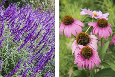 Salvia leucantha y Echinacea purpurea. Dos variedades fáciles de conseguir en viveros que resultan muy atractivas para las mariposas desde primavera hasta otoño. Salvia leucantha y Echinacea purpurea. Dos variedades fáciles de conseguir en viveros que resultan muy atractivas para las mariposas desde primavera hasta otoño.