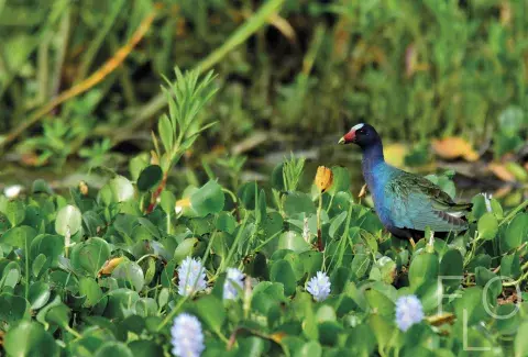 Amapola del agua, Esteros del Iberá. Amapola del agua, Esteros del Iberá.