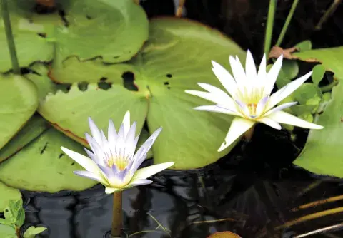 Amapola del agua, Esteros del Iberá. Amapola del agua, Esteros del Iberá.