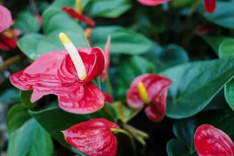La flor anturio necesita de suelos húmedos y largas horas de sol.