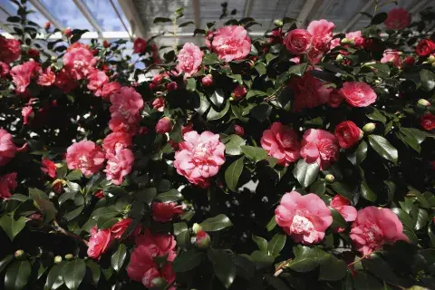 Camelias, presentes en el Delta del Paraná. Camelias, presentes en el Delta del Paraná.