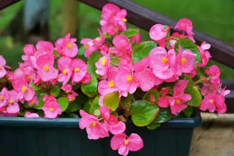 Las begonias crecen en plenitud cuando se encuentran en pleno sol. Las begonias crecen en plenitud cuando se encuentran en pleno sol.