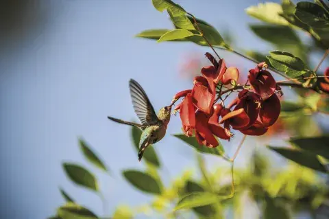 Ceibo, la flor nacional: riberas del Paraná y del Río de la Plata. Ceibo, la flor nacional: riberas del Paraná y del Río de la Plata.