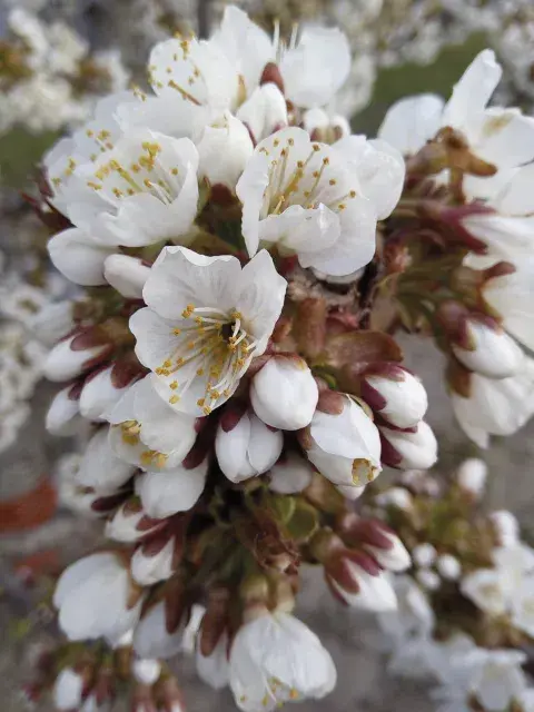 cerezos cerezos