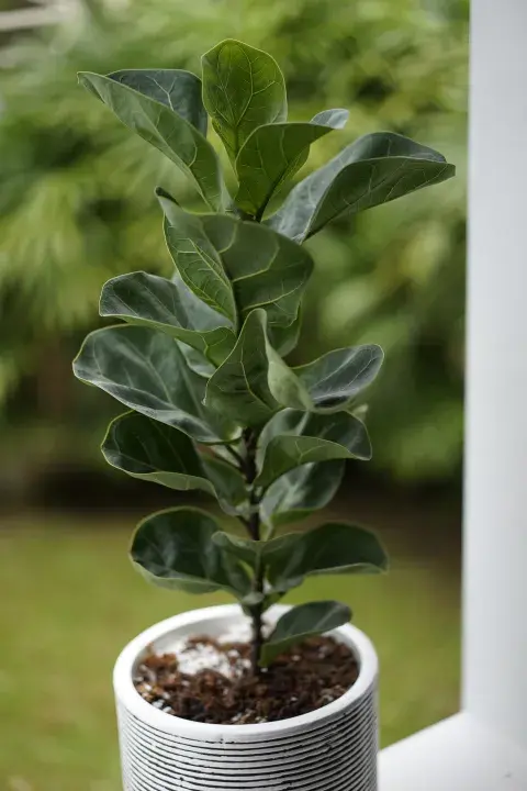 Hay que evitar ubicar al ficus pandurata en sitios donde quede expuesto a fuertes corrientes de viento. Hay que evitar ubicar al ficus pandurata en sitios donde quede expuesto a fuertes corrientes de viento.