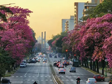 Lapachos, en San Miguel de Tucumán. Lapachos, en San Miguel de Tucumán.
