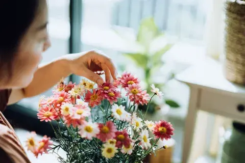 Las flores de margaritas son adorables pero atraen mosquitos; hay que alejarlas de la entrada al hogar.
