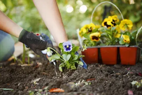 El pensamiento es una de las flores preferidas por sus coloridas flores y su bajo mantenimiento, pero atrae mosquitos. El pensamiento es una de las flores preferidas por sus coloridas flores y su bajo mantenimiento, pero atrae mosquitos.