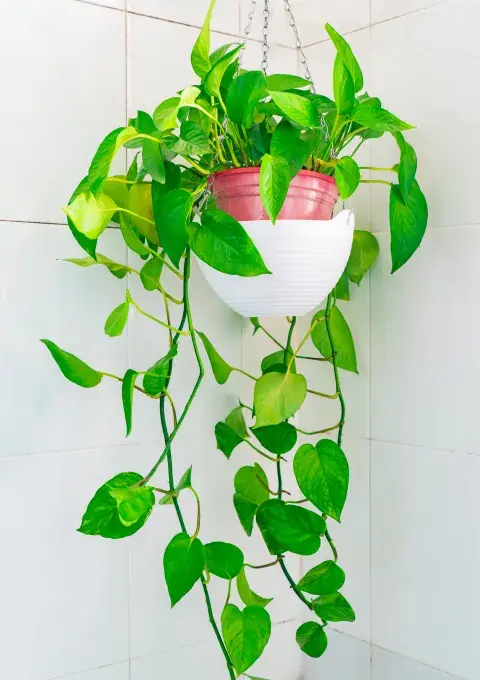 El potus es ideal para absorver la humedad del ambiente.